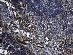 FBXO25 Antibody in Immunohistochemistry (Paraffin) (IHC (P))