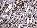 AFAP Antibody in Immunohistochemistry (Paraffin) (IHC (P))