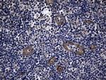 AFAP Antibody in Immunohistochemistry (Paraffin) (IHC (P))