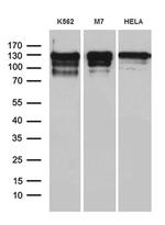 NCOA7 Monoclonal Antibody (OTI1E12)