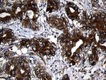 RNase11 Antibody in Immunohistochemistry (Paraffin) (IHC (P))