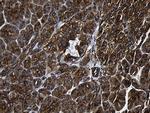 RNase11 Antibody in Immunohistochemistry (Paraffin) (IHC (P))