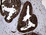 RNase11 Antibody in Immunohistochemistry (Paraffin) (IHC (P))