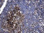 RNase11 Antibody in Immunohistochemistry (Paraffin) (IHC (P))
