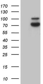 SYTL4 Antibody in Western Blot (WB)