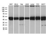 BAG5 Monoclonal Antibody (OTI2C7)