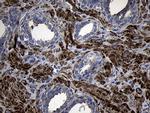 MYL1 Antibody in Immunohistochemistry (Paraffin) (IHC (P))
