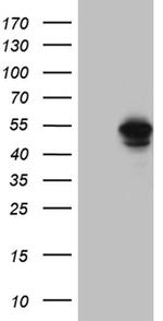 BAG5 Antibody in Western Blot (WB)