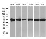 BAG5 Monoclonal Antibody (OTI3A7)