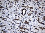 MYL1 Antibody in Immunohistochemistry (Paraffin) (IHC (P))
