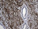 MYL1 Antibody in Immunohistochemistry (Paraffin) (IHC (P))