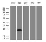 MYL1 Antibody in Western Blot (WB)