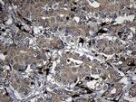 F131C Antibody in Immunohistochemistry (Paraffin) (IHC (P))