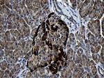 F131C Antibody in Immunohistochemistry (Paraffin) (IHC (P))