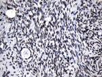 ZNF705D Antibody in Immunohistochemistry (Paraffin) (IHC (P))