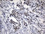 ZNF705D Antibody in Immunohistochemistry (Paraffin) (IHC (P))