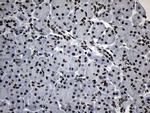 ZNF705D Antibody in Immunohistochemistry (Paraffin) (IHC (P))