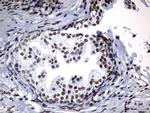 ZNF705D Antibody in Immunohistochemistry (Paraffin) (IHC (P))