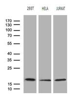 EDF1 Monoclonal Antibody (OTI7B6)