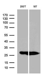 PGAM4 Antibody in Western Blot (WB)