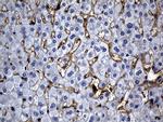 C9orf43 Antibody in Immunohistochemistry (Paraffin) (IHC (P))