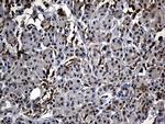 C9orf43 Antibody in Immunohistochemistry (Paraffin) (IHC (P))