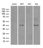 DNAJB5 Monoclonal Antibody (OTI1B12)