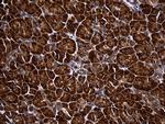 RPL27 Antibody in Immunohistochemistry (Paraffin) (IHC (P))