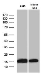 RPL27 Antibody in Western Blot (WB)