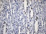 HOXD8 Antibody in Immunohistochemistry (Paraffin) (IHC (P))