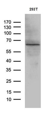 KLF11 Antibody in Western Blot (WB)