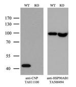 CNPase Antibody in Western Blot (WB)
