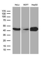 CNPase Antibody in Western Blot (WB)
