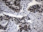 ZNF670 Antibody in Immunohistochemistry (Paraffin) (IHC (P))