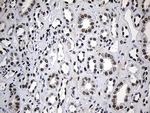 ZNF670 Antibody in Immunohistochemistry (Paraffin) (IHC (P))