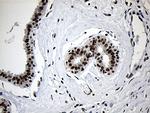 ZNF670 Antibody in Immunohistochemistry (Paraffin) (IHC (P))