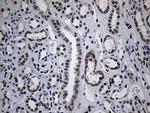 ZNF670 Antibody in Immunohistochemistry (Paraffin) (IHC (P))