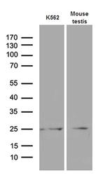 MYL6B Monoclonal Antibody (OTI7F10)