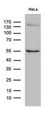 SOCS4 Monoclonal Antibody (OTI5H9)