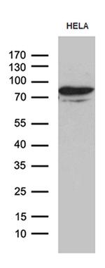 MSL2 Antibody in Western Blot (WB)