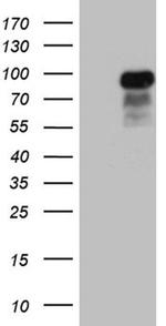 CCDC27 Monoclonal Antibody (OTI1F8)