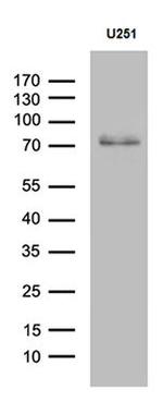 CCDC27 Antibody in Western Blot (WB)