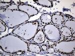 Cdc45L Antibody in Immunohistochemistry (Paraffin) (IHC (P))