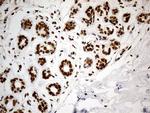 Cdc45L Antibody in Immunohistochemistry (Paraffin) (IHC (P))