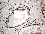 Cdc45L Antibody in Immunohistochemistry (Paraffin) (IHC (P))