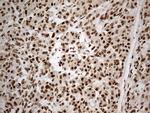 Cdc45L Antibody in Immunohistochemistry (Paraffin) (IHC (P))