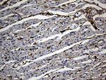 AKAP12 Antibody in Immunohistochemistry (Paraffin) (IHC (P))