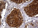 AKAP12 Antibody in Immunohistochemistry (Paraffin) (IHC (P))