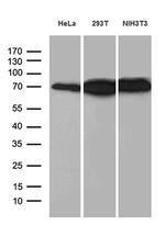 ABCF2 Monoclonal Antibody (OTI5D5)