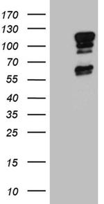 ELF1 Monoclonal Antibody (OTI3D3)